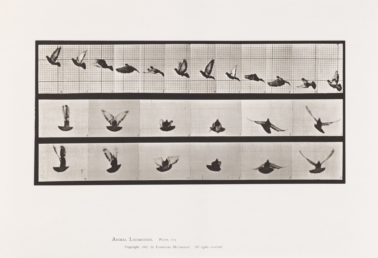Plaka 755. Güvercin; Uçan by Eadweard Muybridge