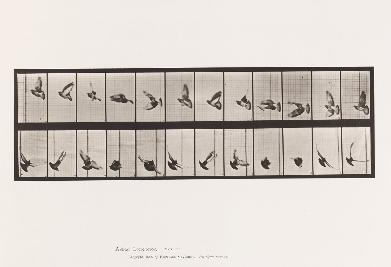 Plaka 756. Güvercin; Uçan by Eadweard Muybridge