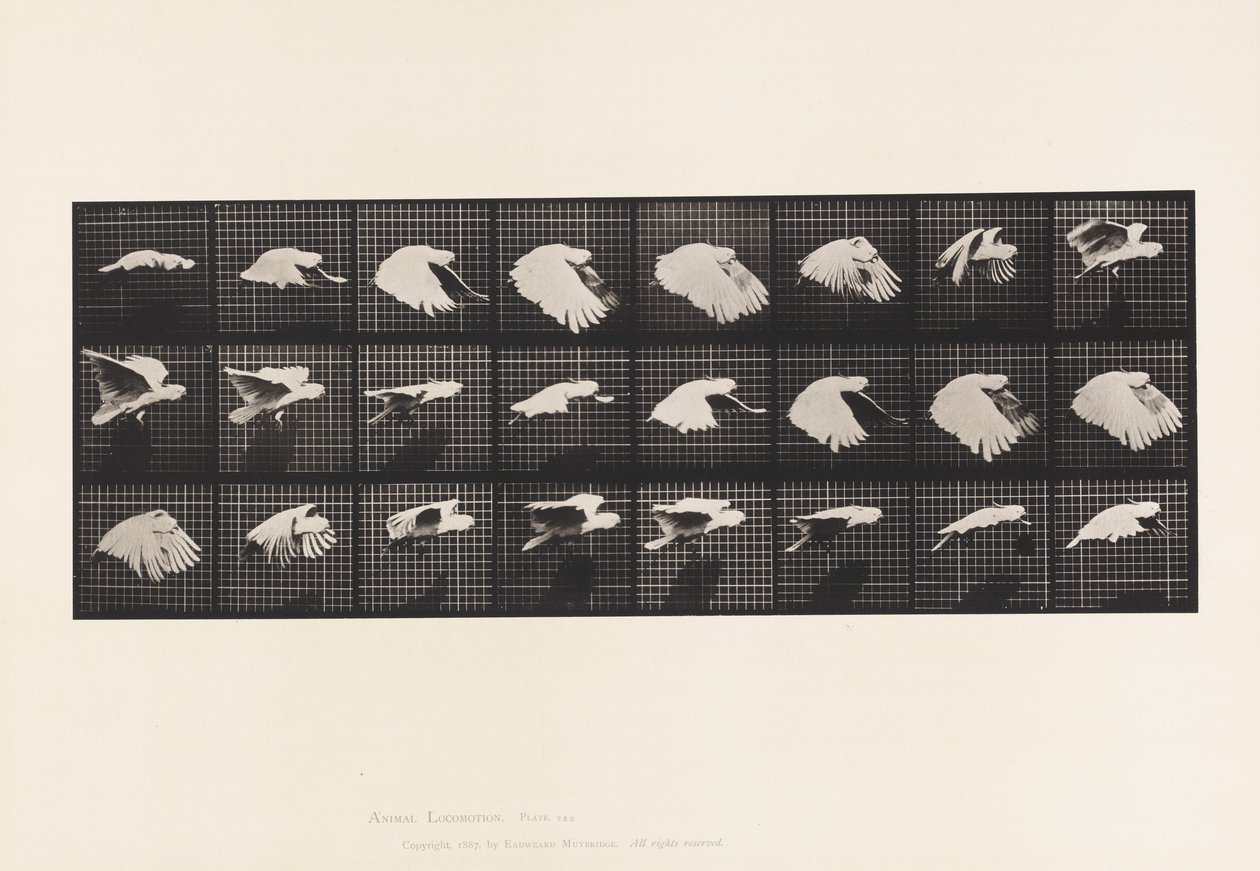 Plaka 759. Kakadu; Uçan by Eadweard Muybridge