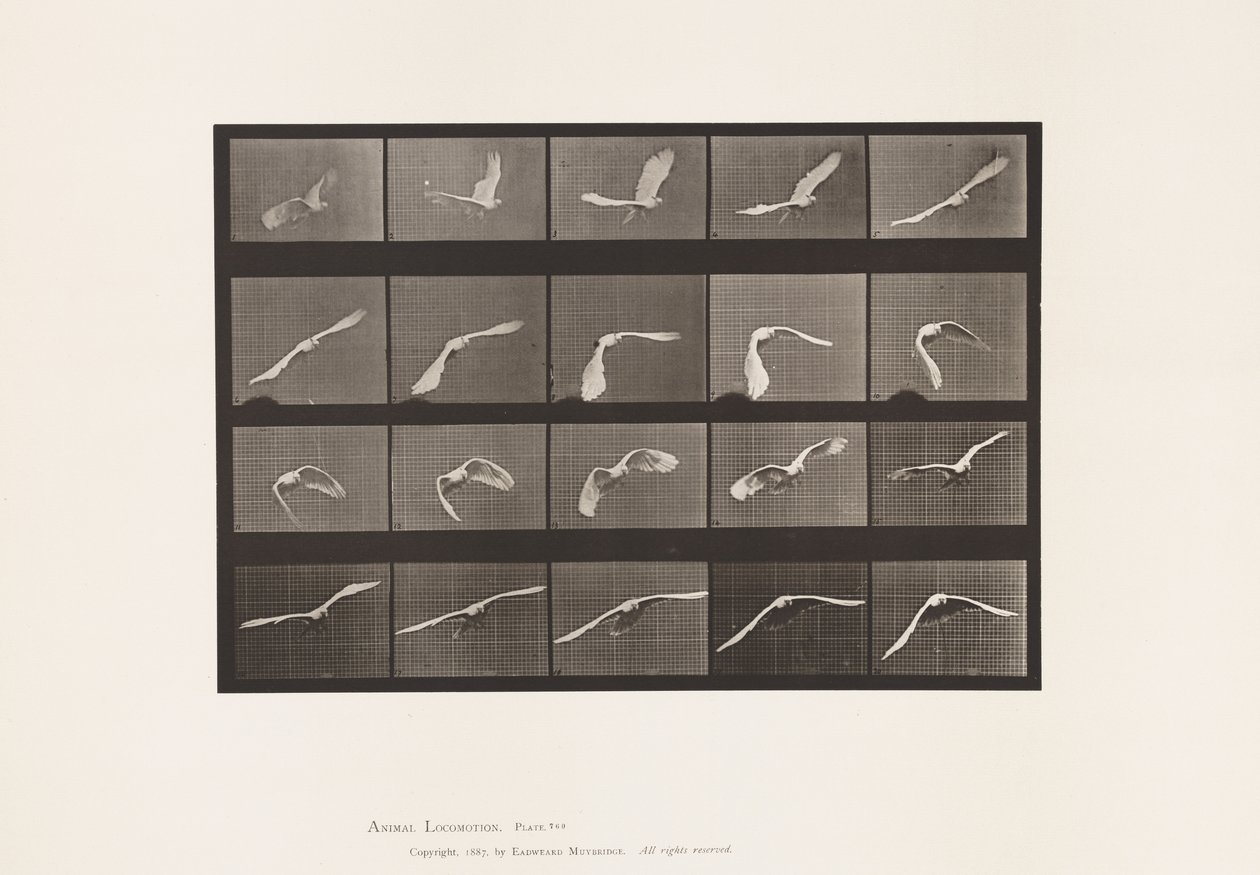 Plaka 760. Kakadu; Uçan by Eadweard Muybridge