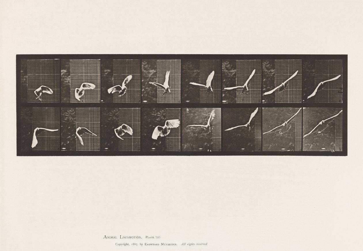 Plaka 761. Kakadu; Uçan by Eadweard Muybridge