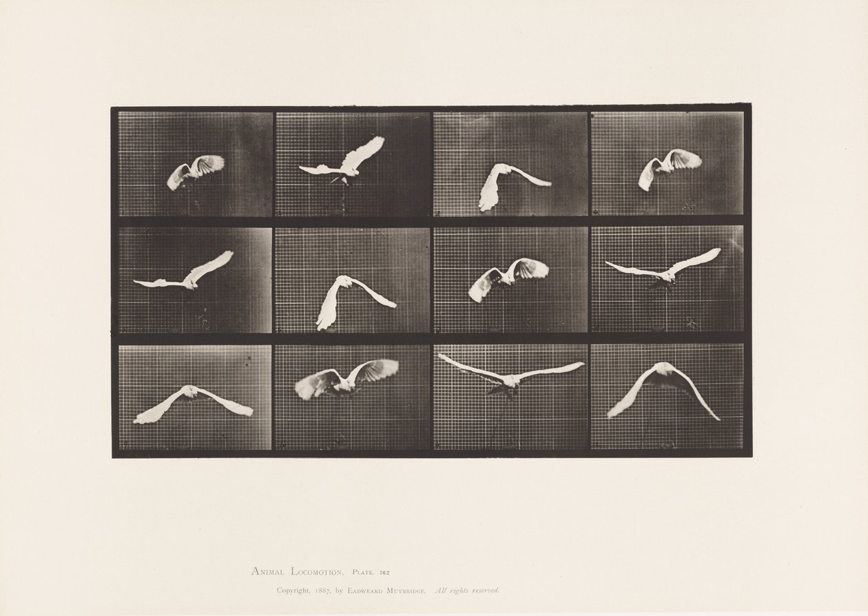 Plaka 762. Kakadu; Uçan by Eadweard Muybridge