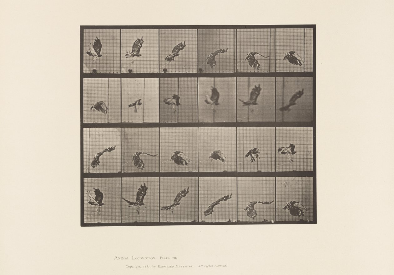 Plaka 763. Kızıl Kuyruklu Şahin; Uçan by Eadweard Muybridge