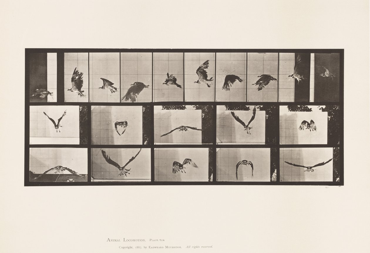 Plaka 764. Balık Şahin; Uçan by Eadweard Muybridge