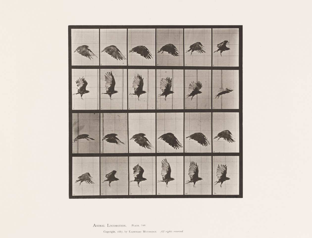 Plaka 765. Akbaba; Uçan by Eadweard Muybridge