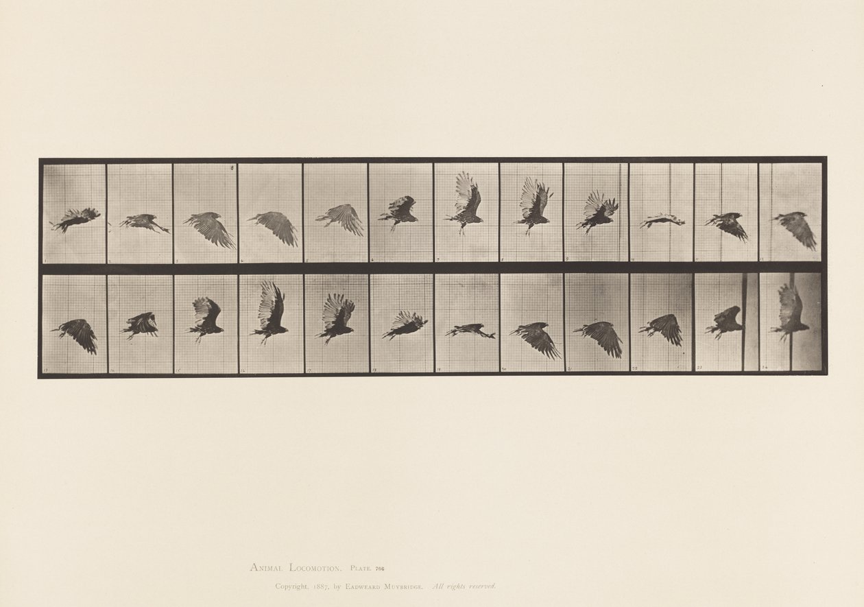 Plaka 766. Akbaba; Uçan by Eadweard Muybridge