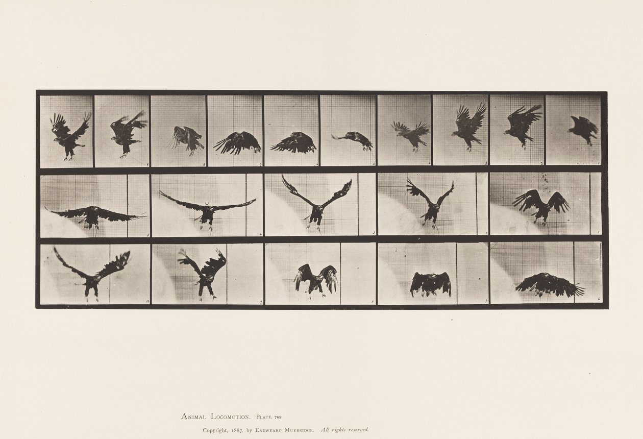 Plaka 769. Amerikan Kartalı; Uçan by Eadweard Muybridge