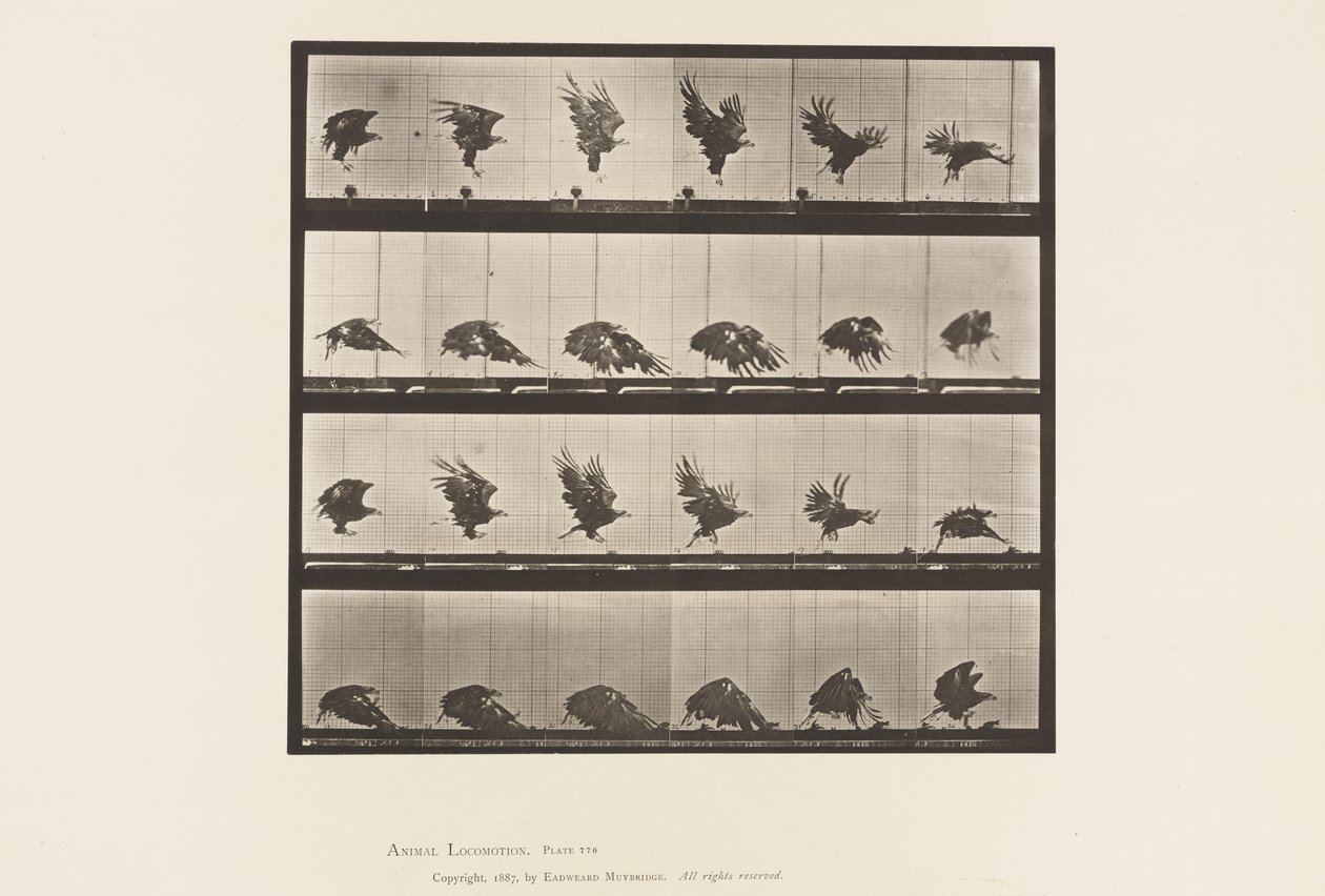 Plaka 770. Amerikan Kartalı; Yere Yakın Uçmak by Eadweard Muybridge
