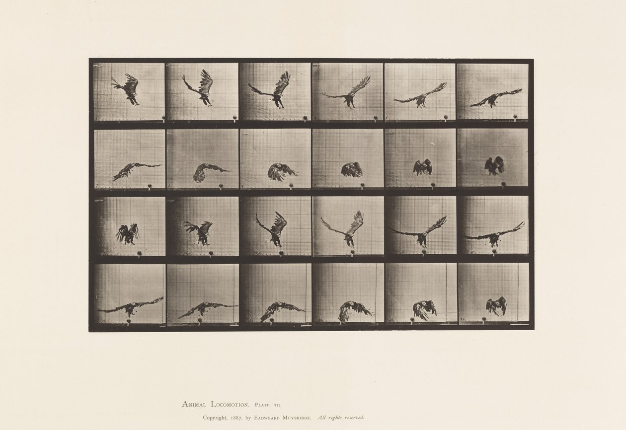 Plaka 771. Amerikan Kartalı; Yere Yakın Uçmak by Eadweard Muybridge