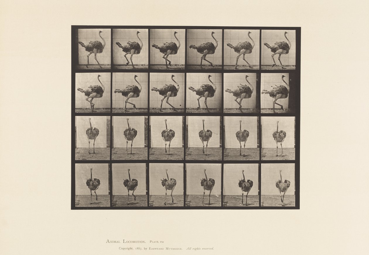 Plaka 772. Devekuşu; Yürüme by Eadweard Muybridge