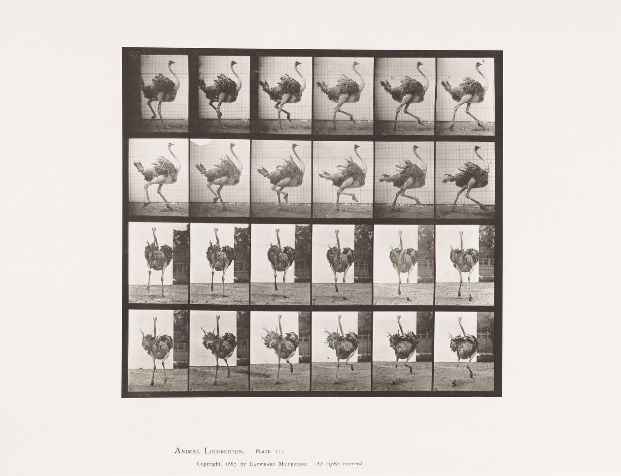 Plaka 773. Devekuşu; Koşma by Eadweard Muybridge