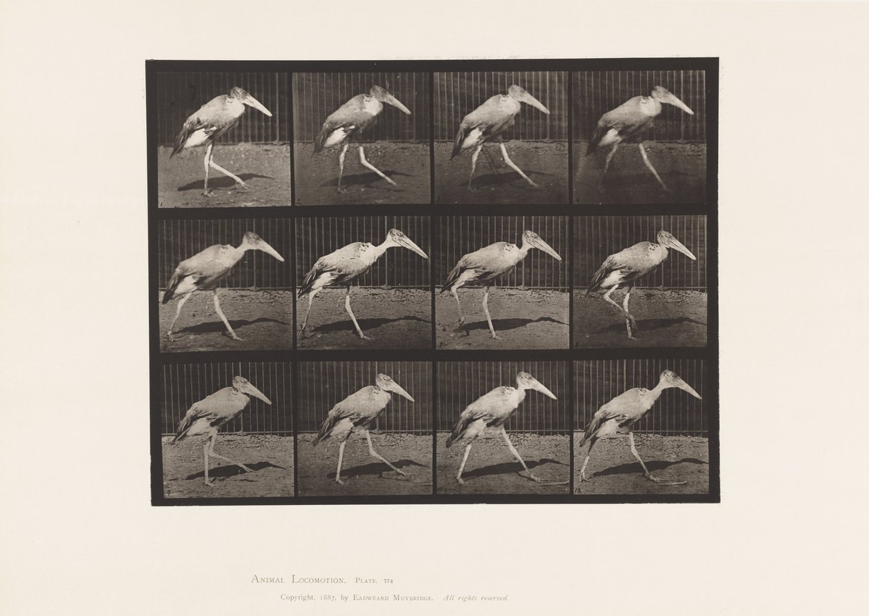 Plaka 774. Adjutan; Yürüme by Eadweard Muybridge