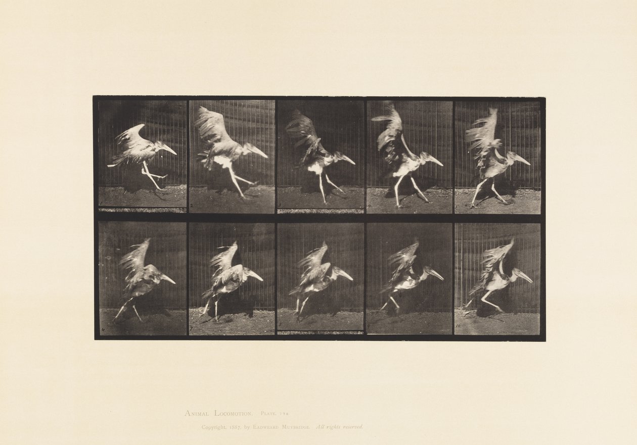 Plaka 775. Adjutan; Uçan Koşu by Eadweard Muybridge