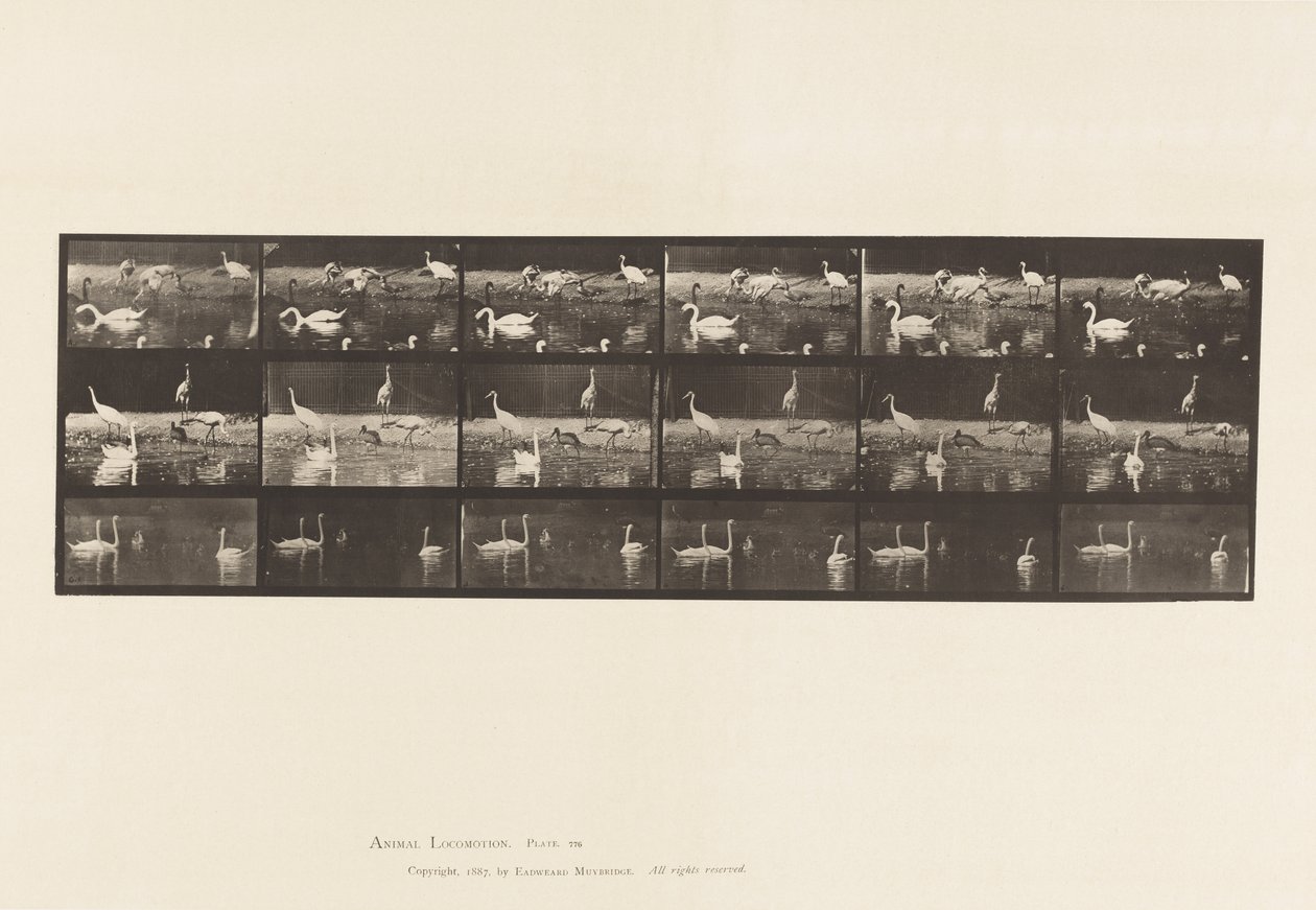 Plaka 776. Leylekler; Kuğular, vb, A, B, C by Eadweard Muybridge