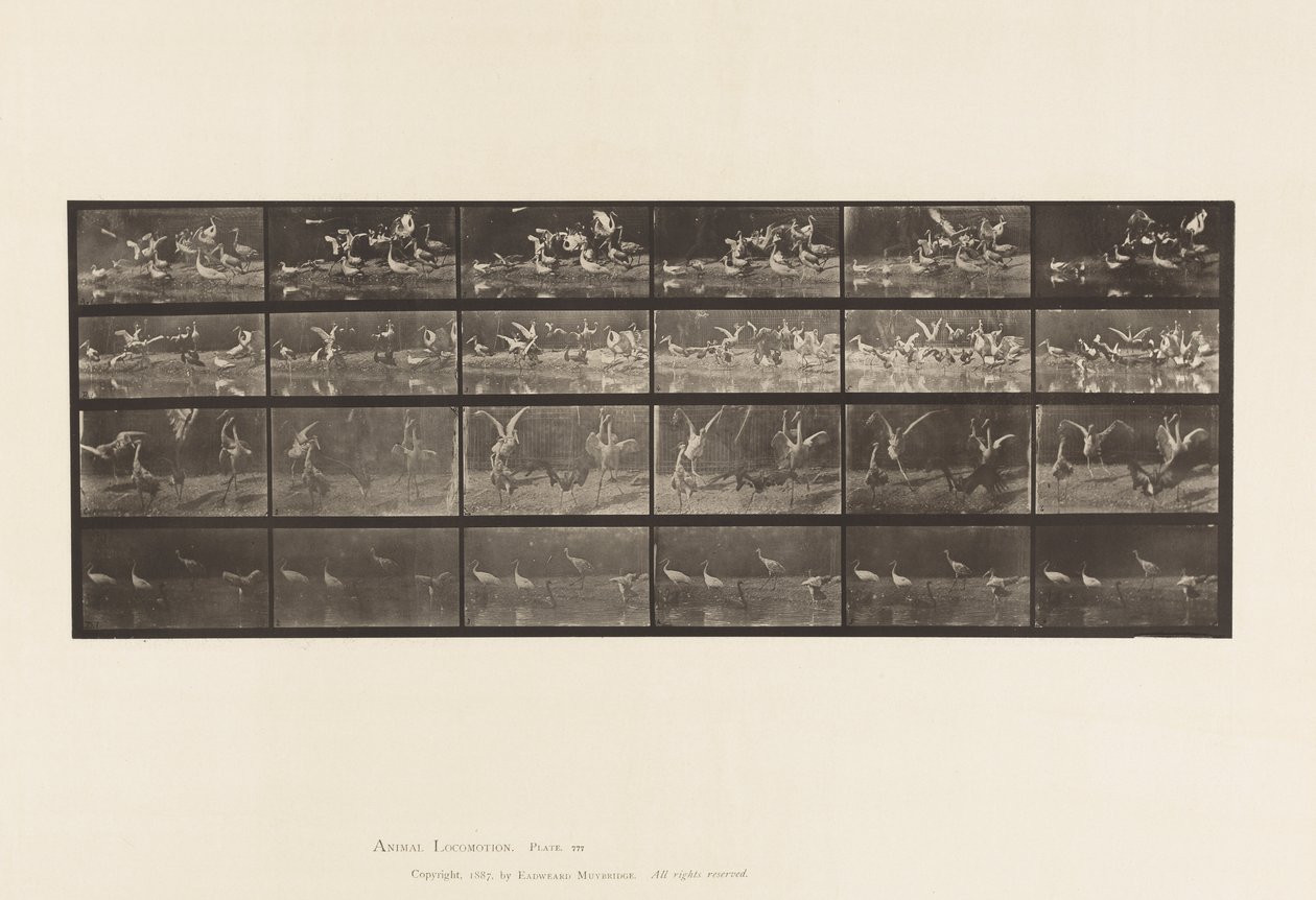 Plaka 777. Leylekler; vb, A, B, C, D by Eadweard Muybridge