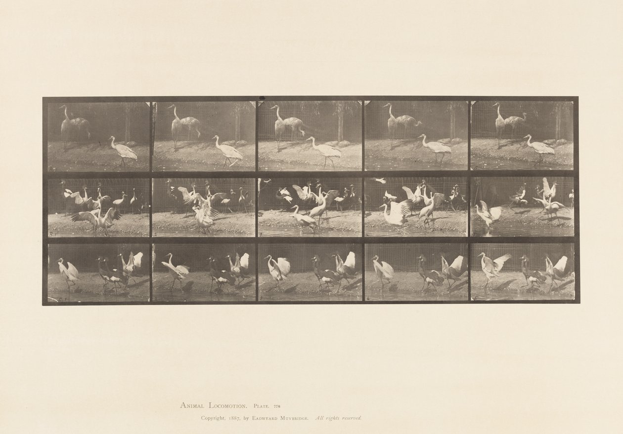 Plaka 778. Leylekler; vb, A, B, C by Eadweard Muybridge