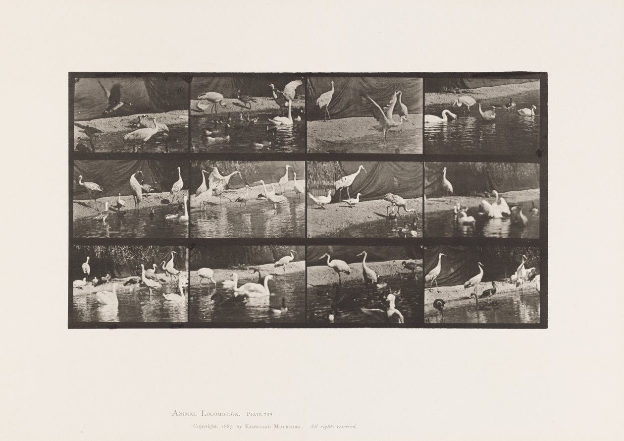 Plaka 780. Leylekler; Kuğular vb. by Eadweard Muybridge