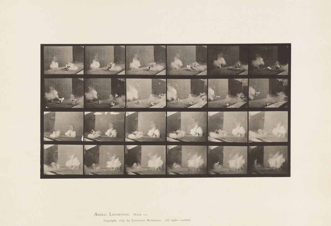 Plaka 781. Tavuklar; Torpido tarafından korkmuş by Eadweard Muybridge
