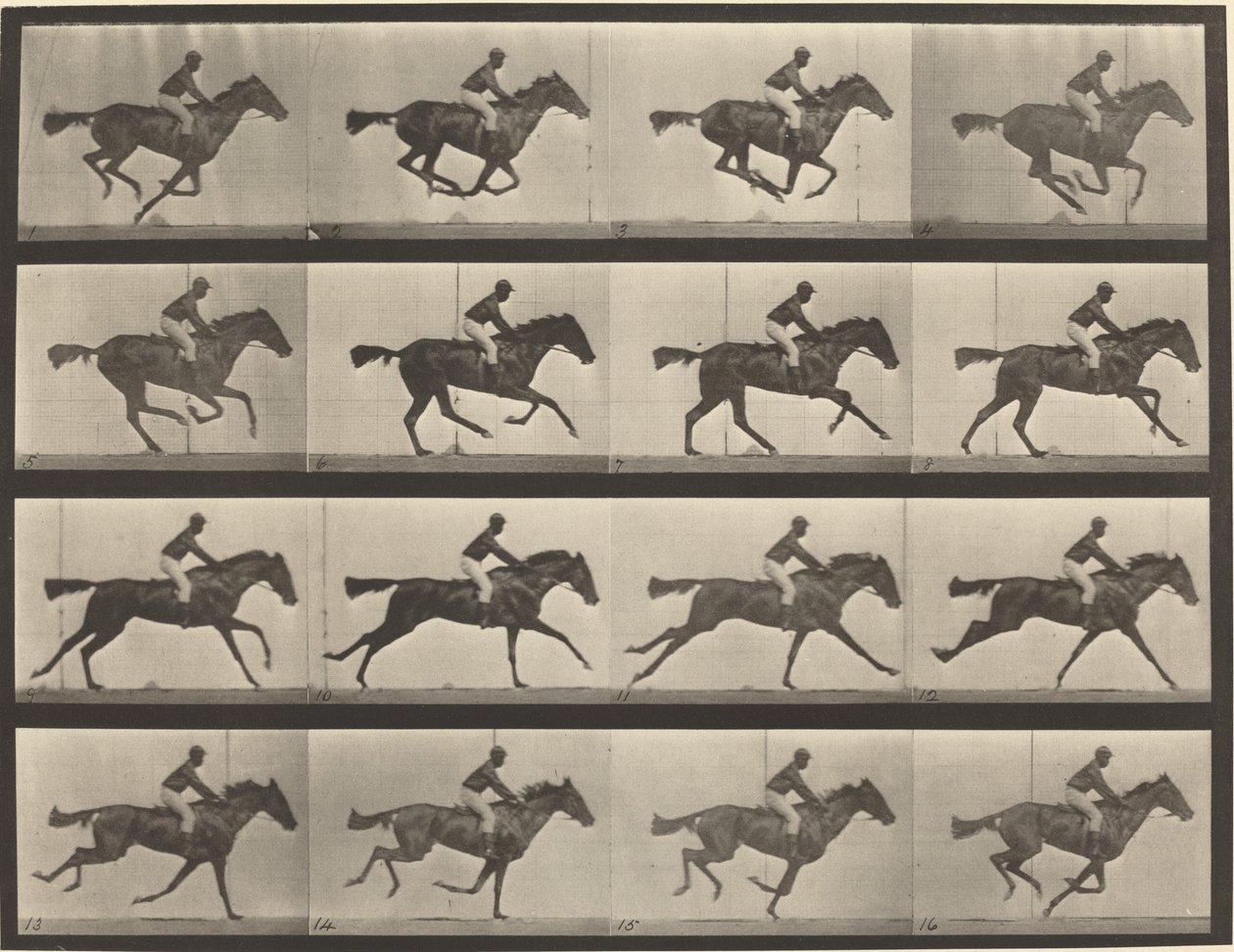 Plaka Numarası 626. Dörtnala, safkan defne kısrağı, Annie G. by Eadweard Muybridge