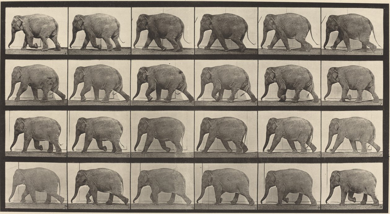 Plaka Numarası 733. Fil yürüyüşü by Eadweard Muybridge