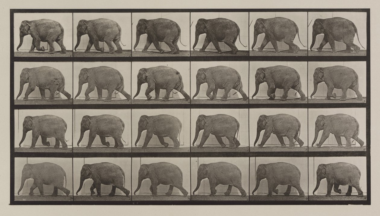Plaka Numarası 733. Fil yürüyüşü by Eadweard Muybridge
