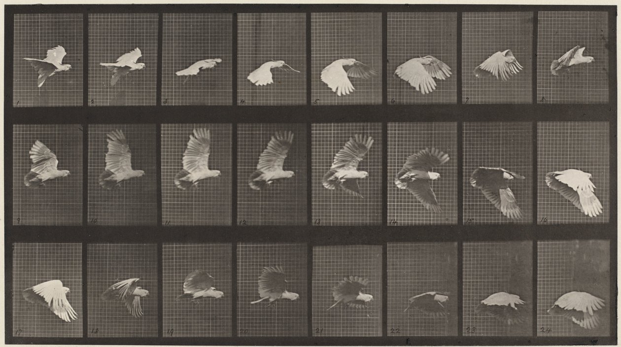  by Eadweard Muybridge