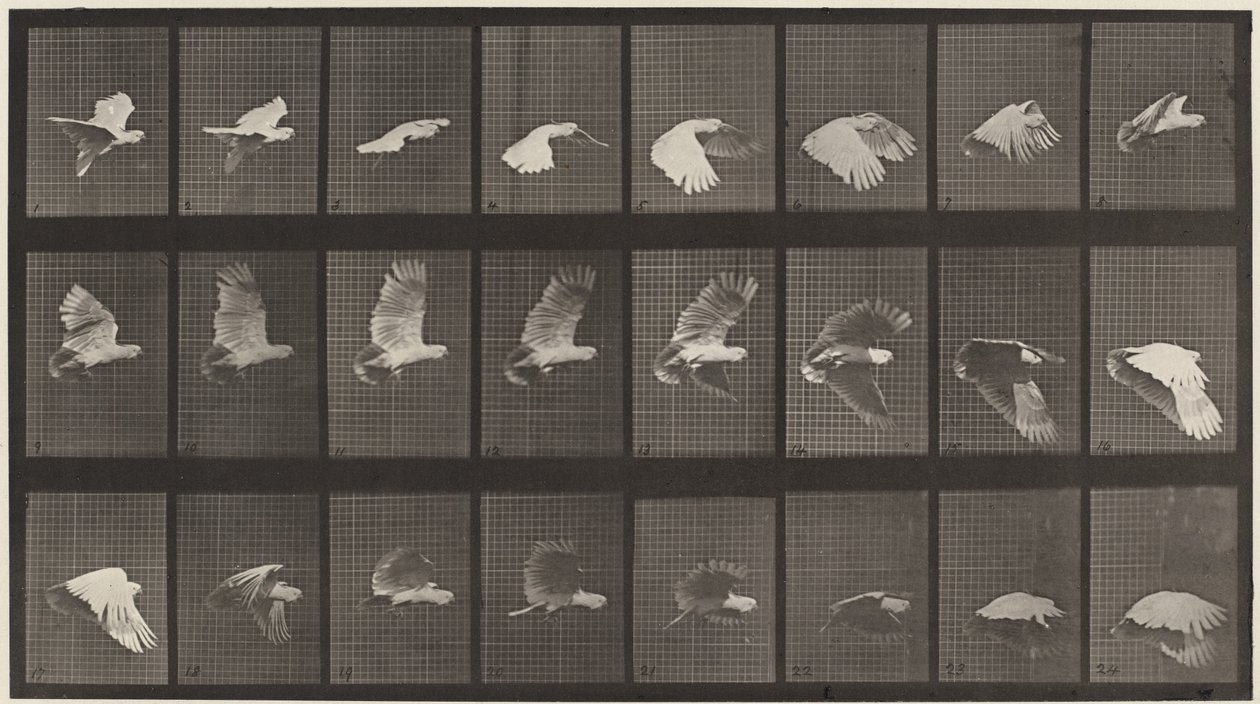 Plaka Numarası 758. Uçan Kakadu by Eadweard Muybridge