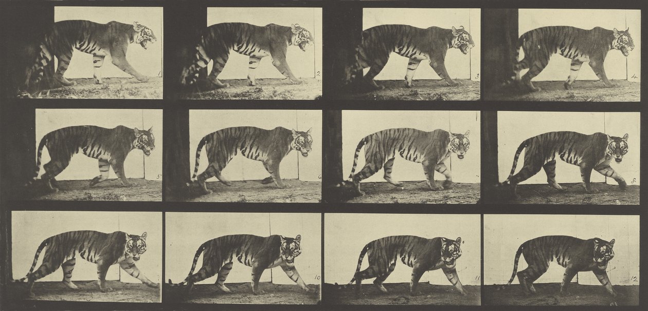 Tiger Walking, Animal Locomotion