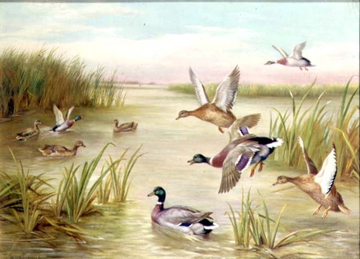 Uçuştaki Ördekler (yağ) (çiftlerden biri, ayrıca bkz. 24093) by Edgar Hunt