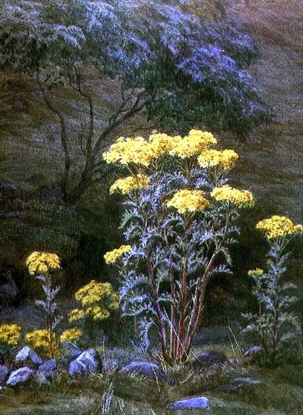 Bankta Ragwort (kağıt üzerine sulu boya) by Edith Martineau