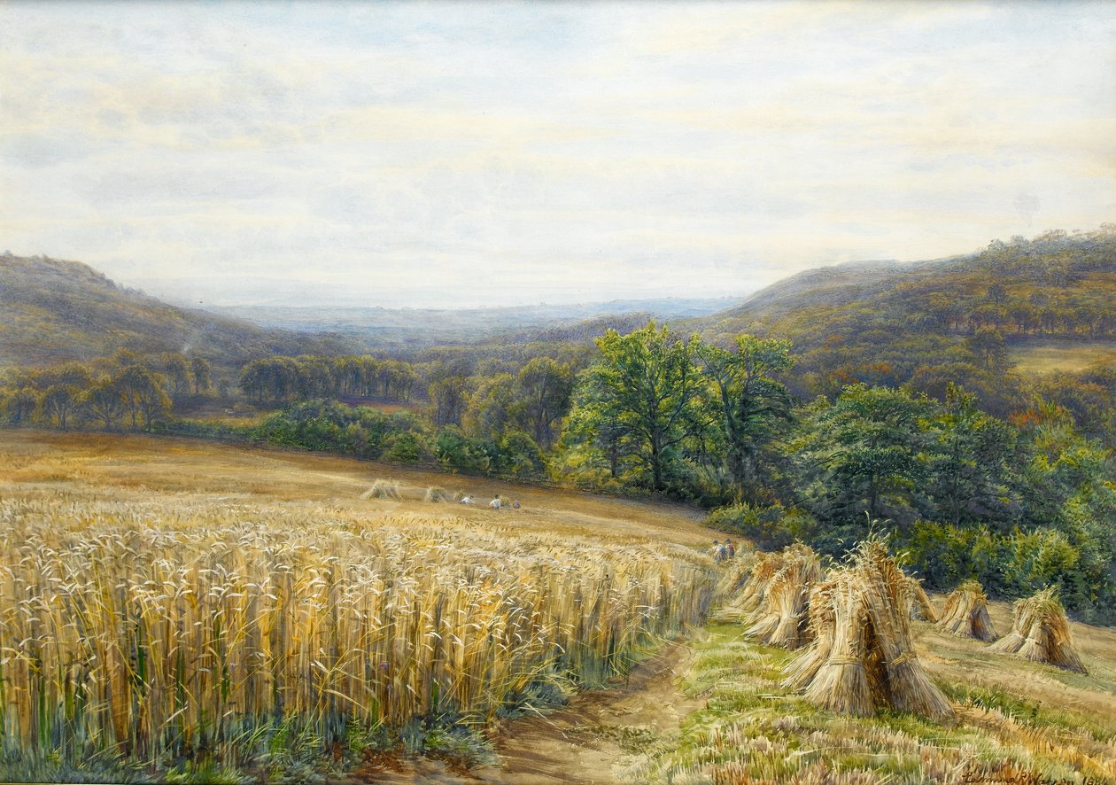 Ashburton yakınlarında Hasat Zamanı, 1884 (kağıt üzerinde wc ve guaj) by Edmund George Warren