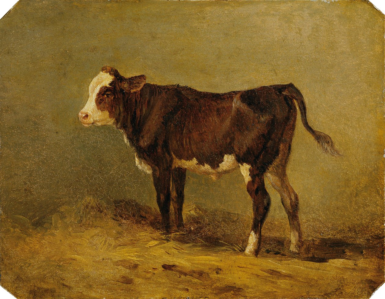 buzağı by Edmund Mahlknecht