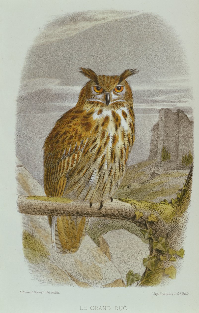 Avrasya Kartal Baykuşu (Bubo Bubo) by Edouard Travies