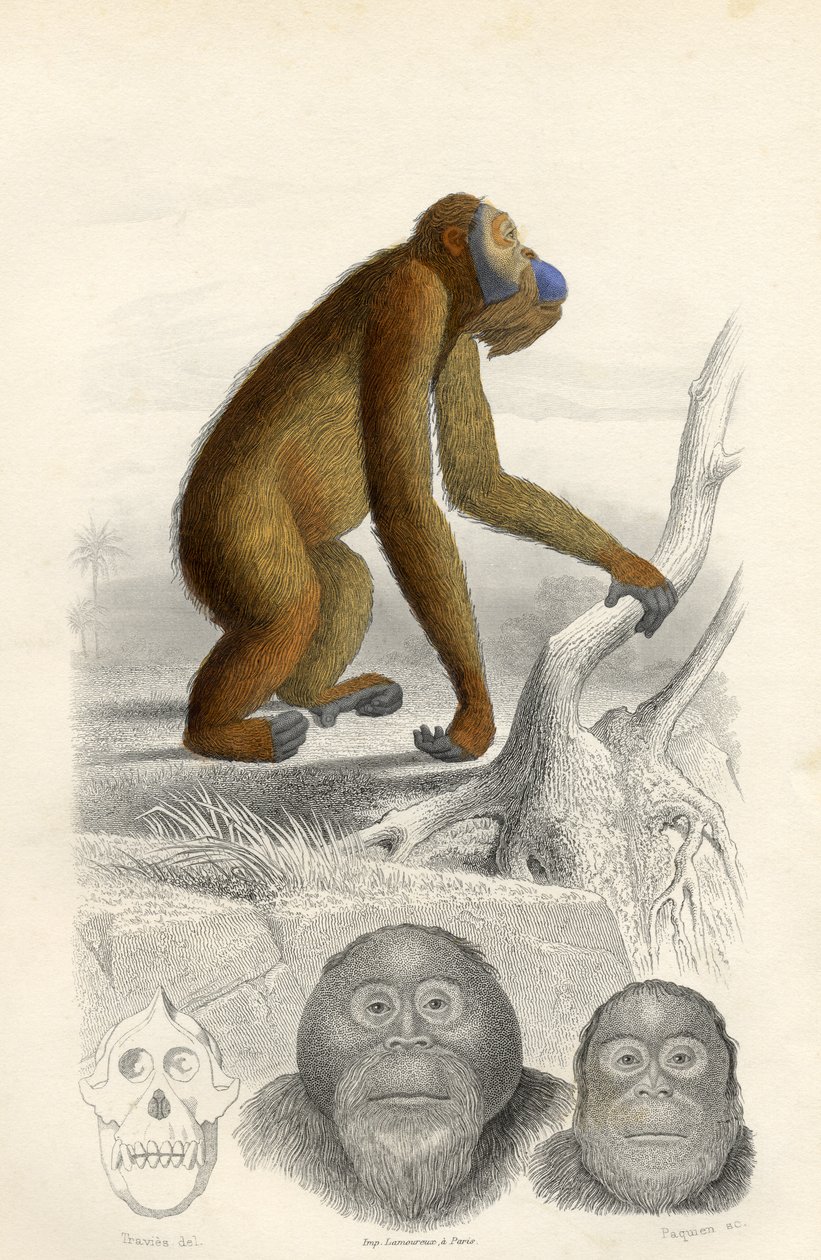 Paquien tarafından oyulmuş Orangutan by Edouard Travies