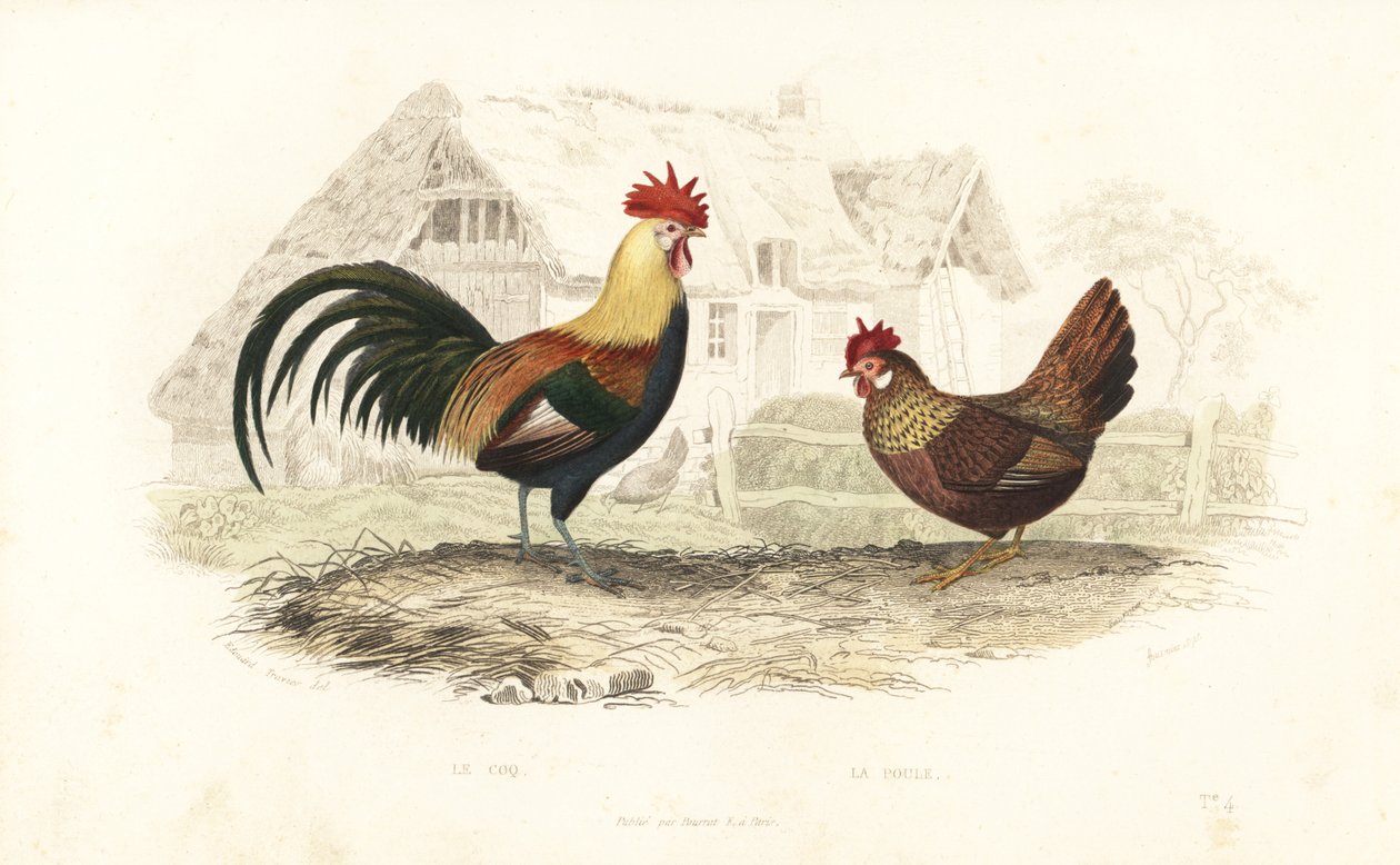 Horoz ve tavuk, Phasianus gallus. by Edouard (after) Travies