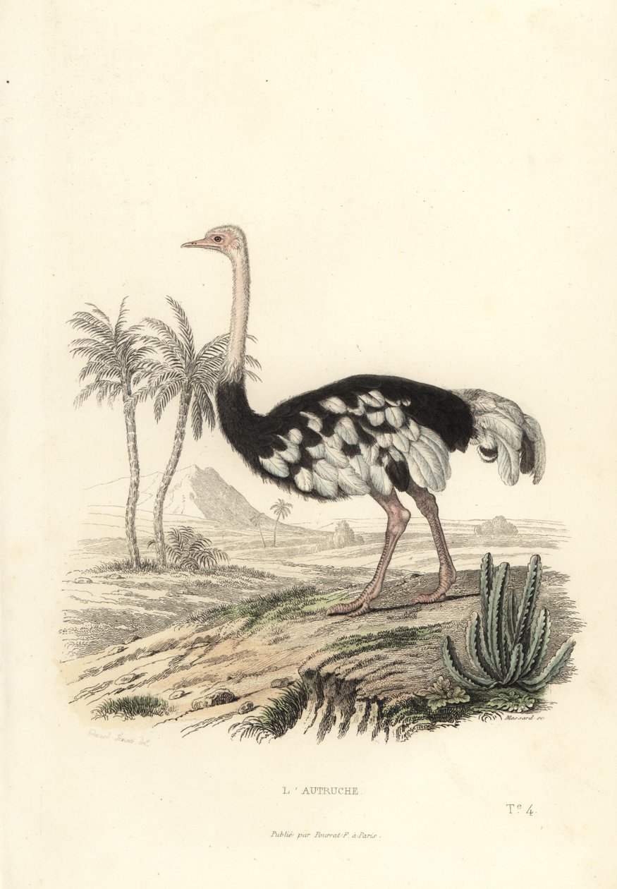Ortak devekuşu, devekuşu camelus. by Edouard (after) Travies