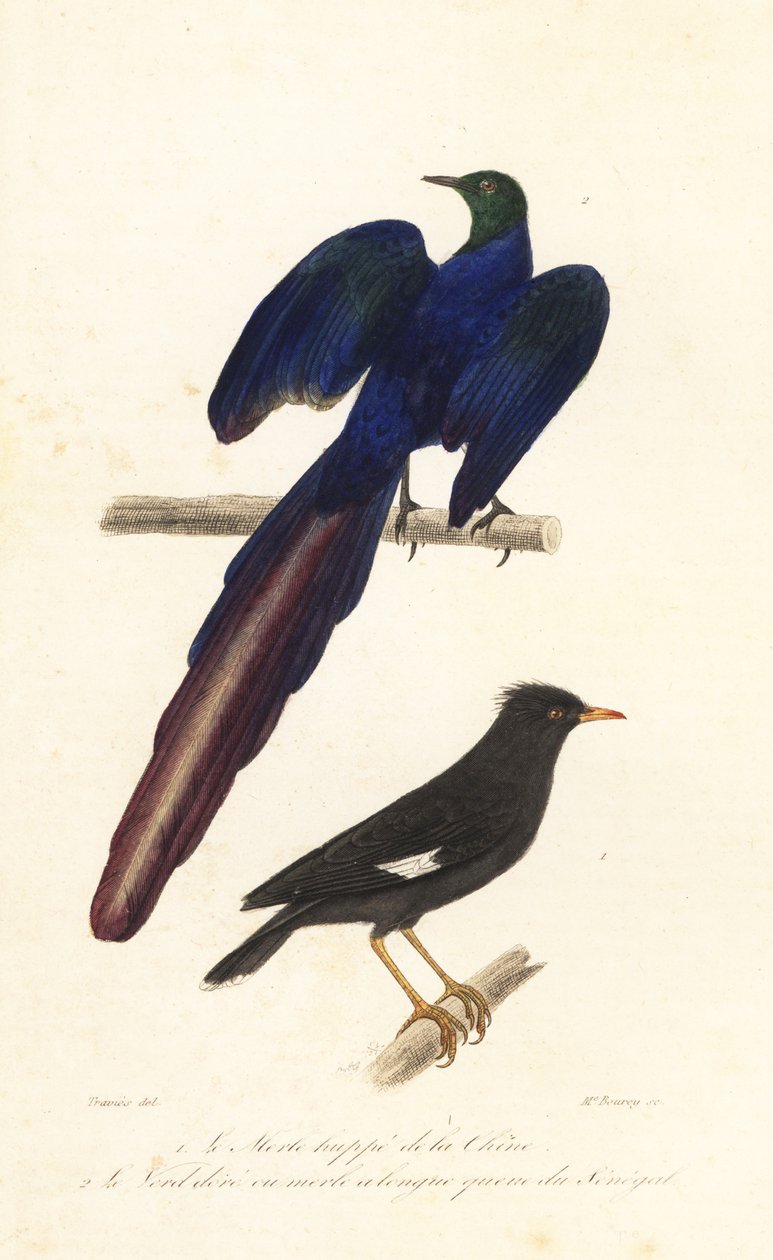 Tepeli myna ve uzun kuyruklu parlak sığırcık. by Edouard (after) Travies