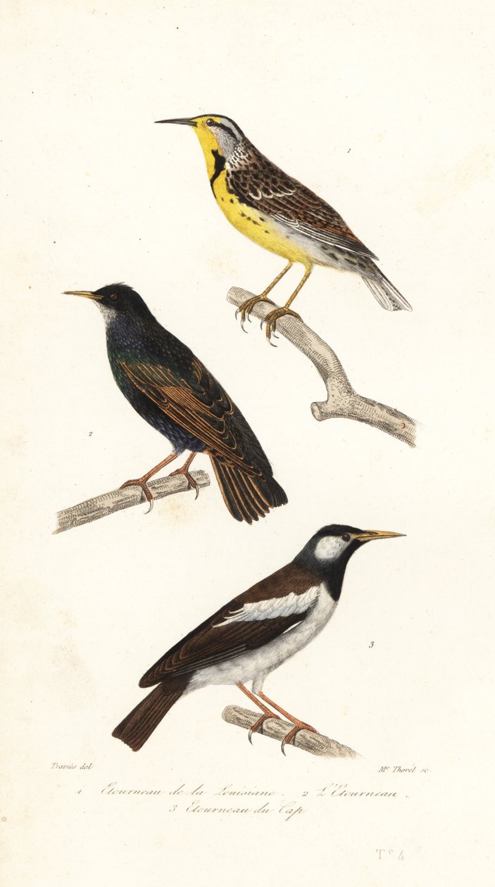 Doğu çayır kuşu, sığırcık ve alaca myna. by Edouard (after) Travies