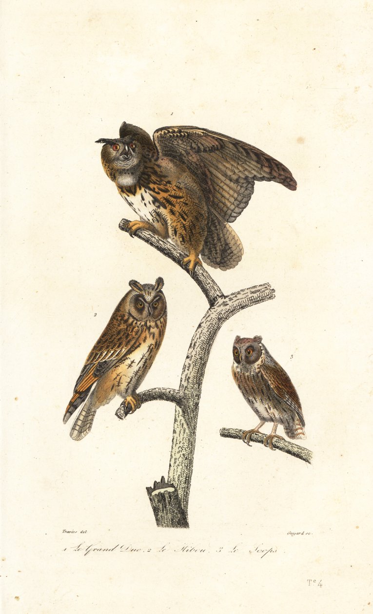 Avrasya kartal baykuşu, uzun kulaklı baykuş ve iskoç baykuşu. by Edouard (after) Travies