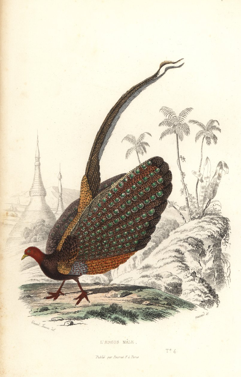 Büyük argus, Argusianus argus, savunmasız. by Edouard (after) Travies