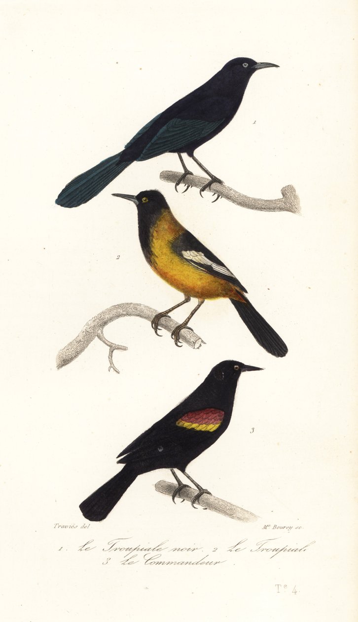 Büyük Antiller grackle, Audubon
