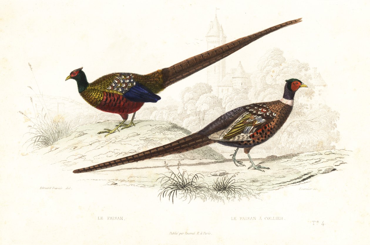 Yeşil sülün ve ortak sülün. by Edouard (after) Travies