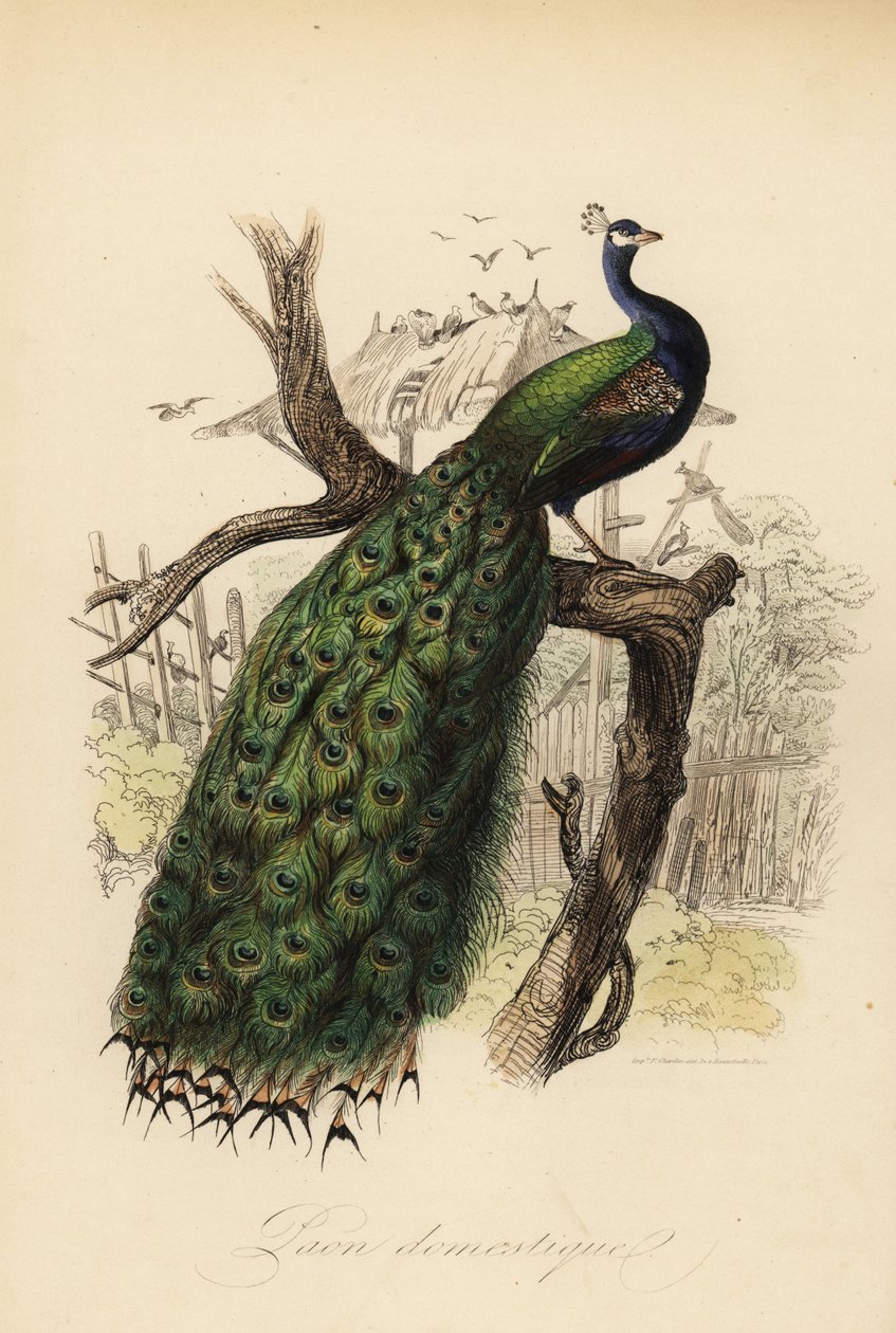 Hint tavus kuşu, Pavo cristatus by Edouard (after) Travies
