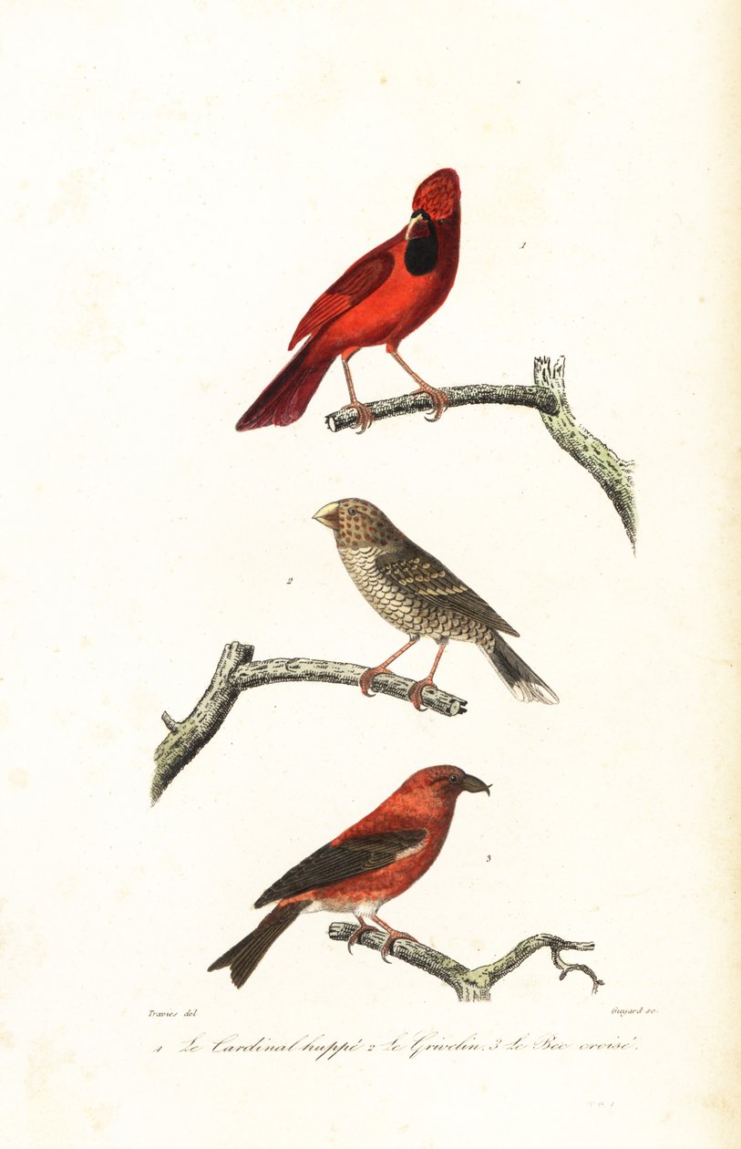Kuzey kardinal, Brezilya grosbeak ve crossbill. by Edouard (after) Travies