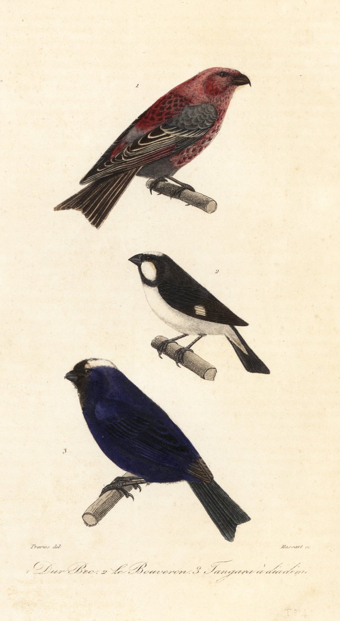 Çam grosbeak, astarlı tohumluk ve diademli tanager. by Edouard (after) Travies