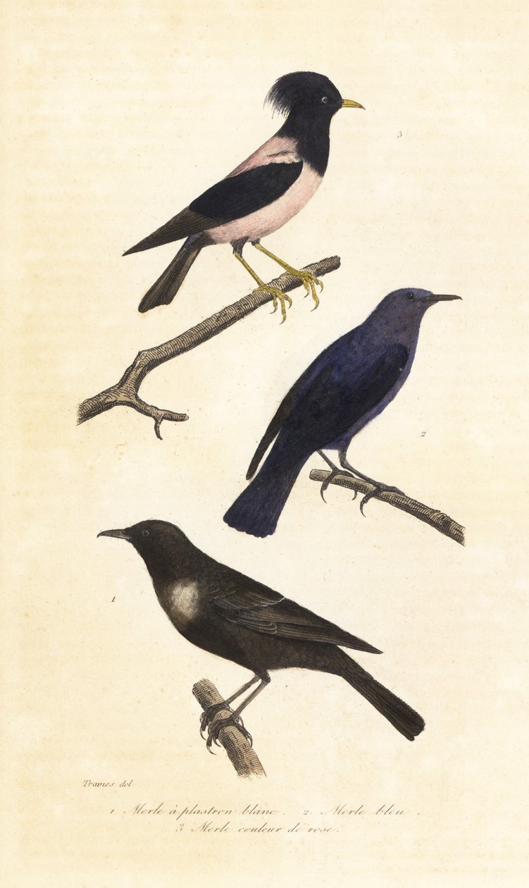 Yüzük ouzel, mavi taş ardıç kuşu ve pembe sığırcık. by Edouard (after) Travies