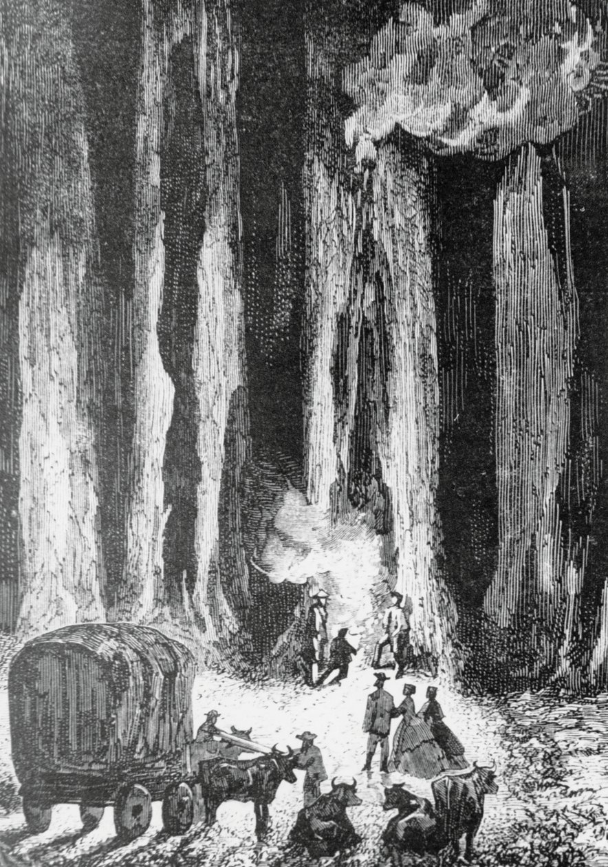 Le soir venu, on campa au pied d'eucalyptus, In Search of Castaways için illüstrasyon, Jules Verne'nin (1828-1905) macera romanı, Edouard Riou'nun (1833-1900) çiziminden sonra Adolphe Francois Pannemaker'ın (1822 doğumlu) gravürü , Paris by Edouard Riou