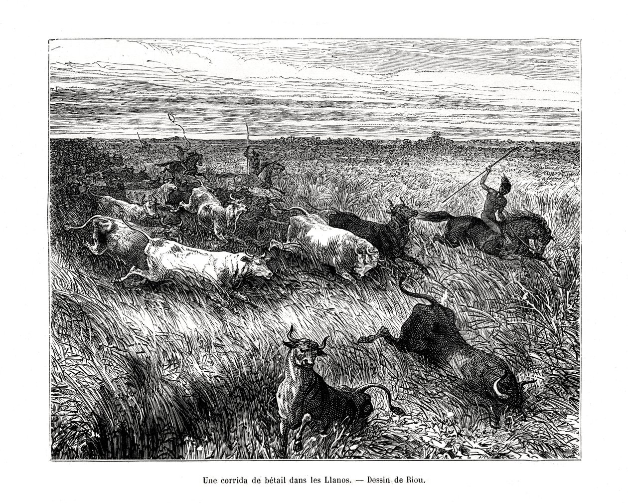 Hayvancılık, Los Llanos, Venezuela, 19. yüzyıl by Edouard Riou