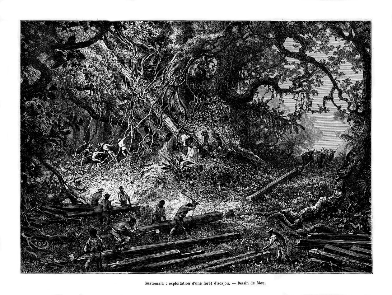 Maun ağacı günlüğü, Guatemala, 19. yüzyıl by Edouard Riou