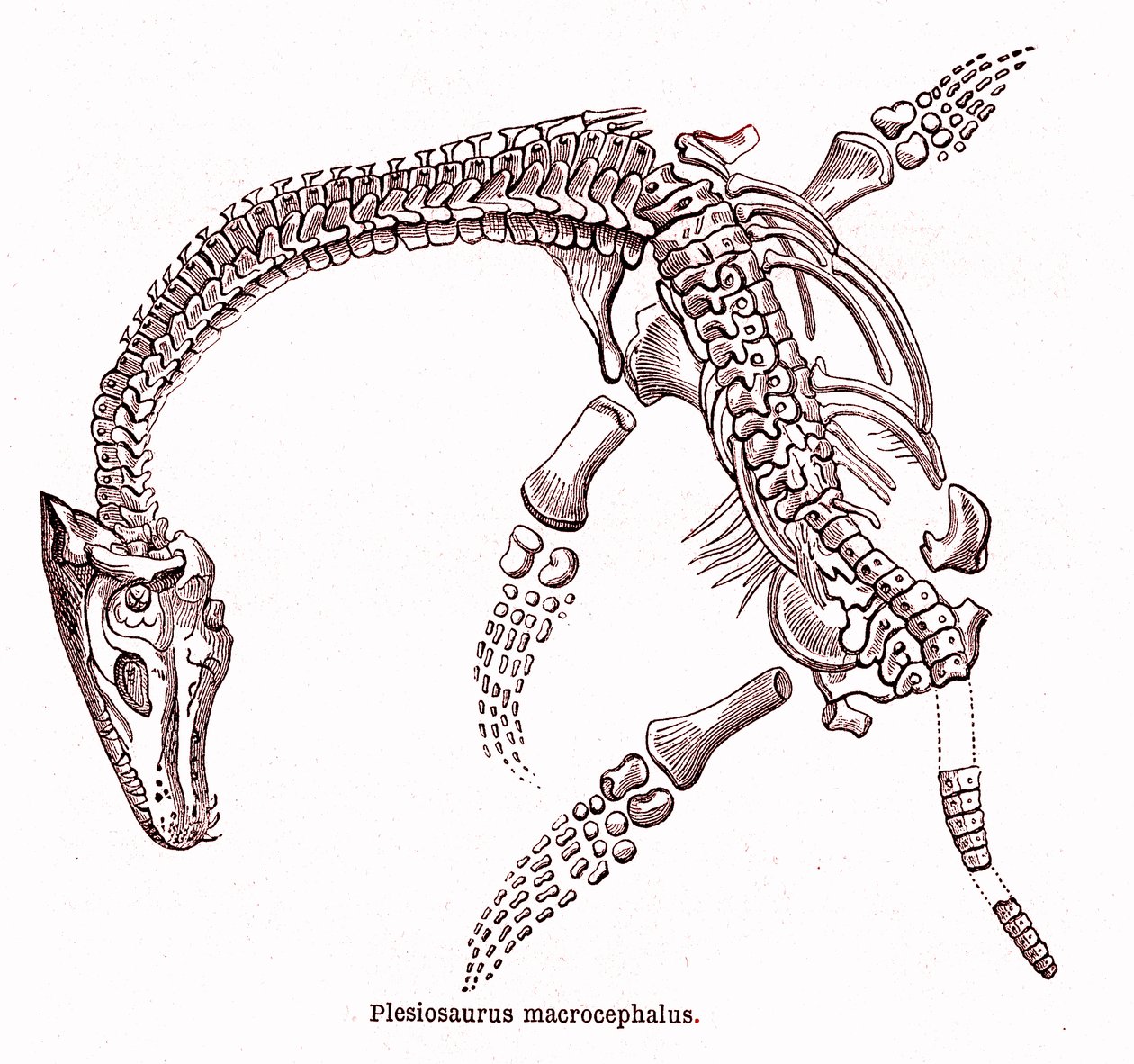 Plesiosaurus makrosefali by Edouard Riou